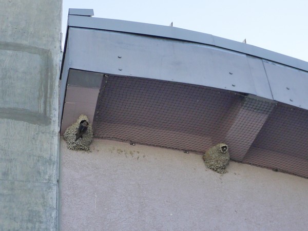 A lot of these birds' nests under the roof.